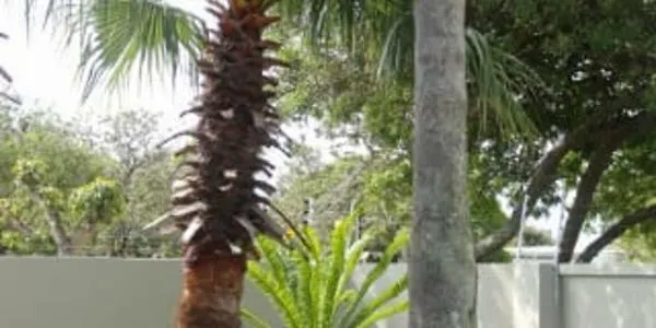 Walmer Manor Guest House Port Elizabeth 0*,  South Africa